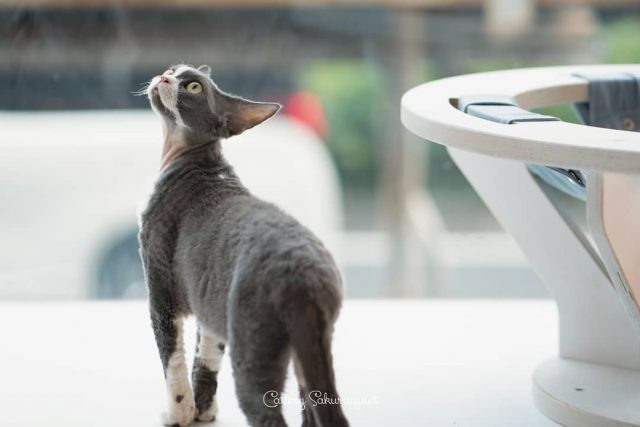 うちのこ、 トキナー😻みあげる
・・・
#cat #猫写真 #今日の一枚 #デボンレックス #devonrex #キャッテリー通信 #sakuraquiet #ヒャクパーセントネコ

sakuraquiet.me/photography/gallery