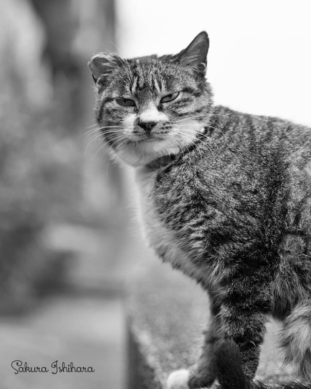 クールな目元
・・・
#cat #猫写真 #今日の一枚 #キジ白 #台湾

sakuraquiet.me/photography/gallery