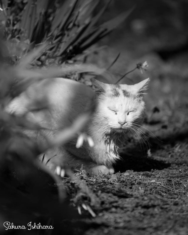 カリン様
・・・
#cat #猫写真 #今日の一枚 #白猫 #東京
sakuraquiet.me/photography/gallery