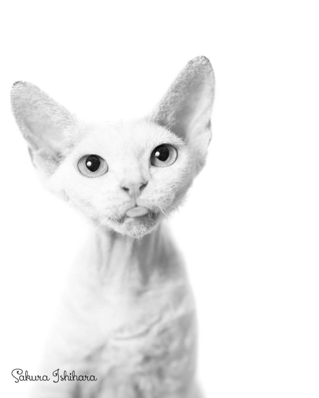 うちのこ、 ディアナちゃん😻
・・・
#cat #猫写真 #猫美しく #今日の一枚 #デボンレックス #devonrex #キャッテリー通信 #sakuraquiet

sakuraquiet.me/photography/gallery