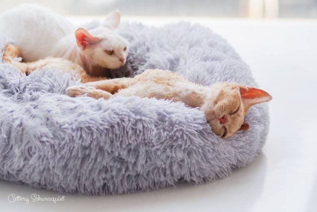 うちのこ、眠いときは眠る ヤシカくんとディアナちゃん😻
・・・
#cat #猫写真 #今日の一枚 #デボンレックス #devonrex #キャッテリー通信 #sakuraquiet #ヒャクパーセントネコ

sakuraquiet.me/photography/gallery