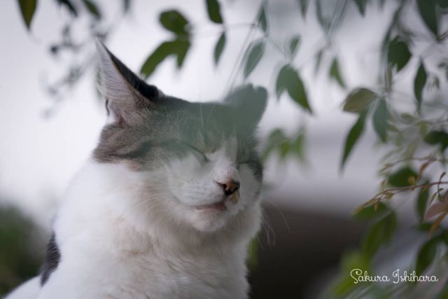 瞑想😑
・・・
#cat #猫写真 #今日の一枚 #キジ白 #東京

sakuraquiet.me/photography/gallery