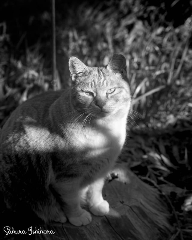切り株スポット
・・・
#cat #猫写真 #今日の一枚 #茶トラ #東京
sakuraquiet.me/photography/gallery