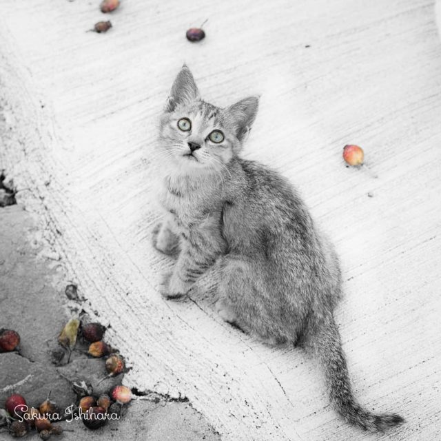 あったりなかったり
・・・
#cat #猫写真 #今日の一枚 #キジ #愛媛

sakuraquiet.me/photography/gallery