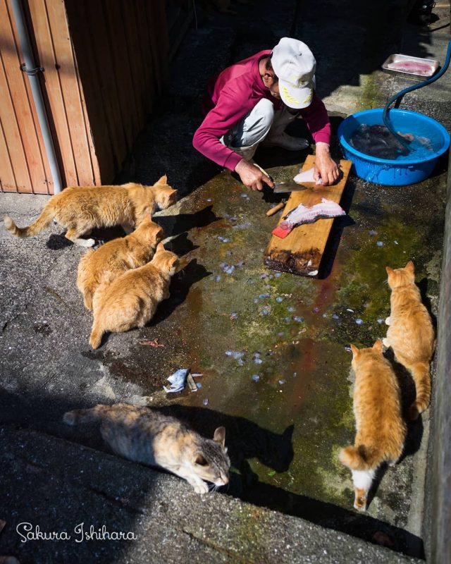 ありし日のめしまち
・・・
#cat #猫写真 #今日の一枚 #茶トラ #大分

sakuraquiet.me/photography/gallery