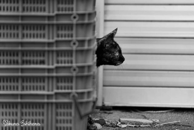 にょきっ…
・・・
#cat #猫写真 #今日の一枚 #サビ猫 #兵庫
sakuraquiet.me/photography/gallery