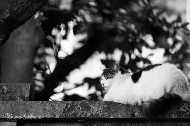 塀の上
・・・
#cat #猫写真 #今日の一枚 #キジ白 #東京
sakuraquiet.me/photography/gallery