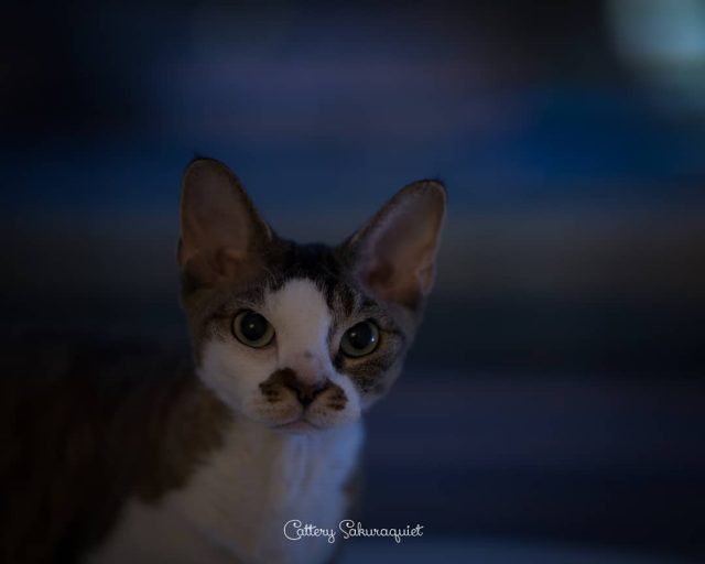 うちのこ、 ユアサさん😻ムムム
・・・
#cat #猫写真 #今日の一枚 #デボンレックス #devonrex #キャッテリー通信 #sakuraquiet #ヒャクパーセントネコ

sakuraquiet.me/photography/gallery
