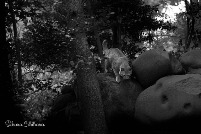 けものみち
・・・
#cat #猫写真 #今日の一枚 #茶トラ #宮城

sakuraquiet.me/photography/gallery