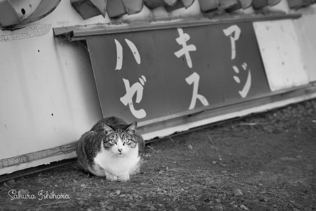 漢字で書くと鯵、鱚、鯊。
・・・
#cat #猫写真 #今日の一枚 #キジ白 #千葉

sakuraquiet.me/photography/gallery