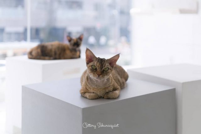 けだるい午後のカテリーナ
・・・
#cat #猫写真 #今日の一枚 #デボンレックス #devonrex #キャッテリー通信 #sakuraquiet #ヒャクパーセントネコ

sakuraquiet.me/photography/gallery