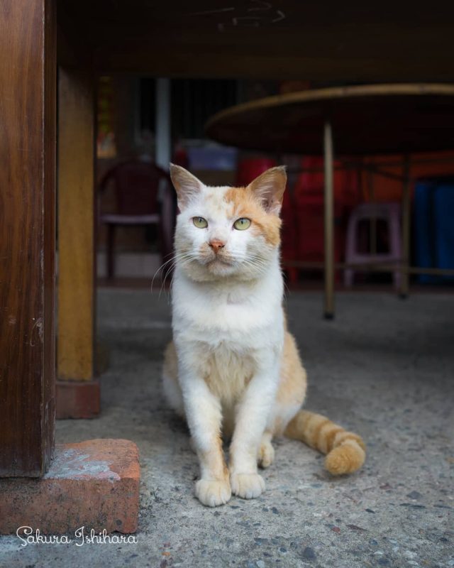 おでまし
・・・
#cat #猫写真 #今日の一枚 #茶白 #台湾

sakuraquiet.me/photography/gallery