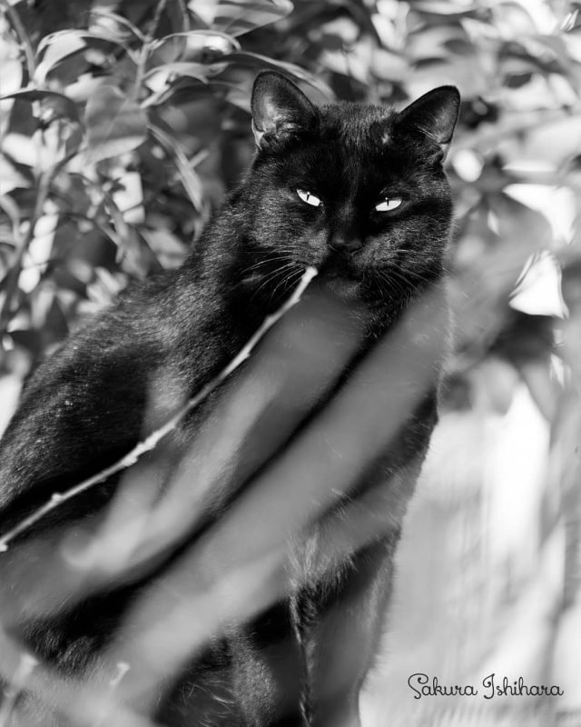 黒猫さんの季節
・・・
#cat #猫写真 #今日の一枚 #東京

sakuraquiet.me/photography/gallery