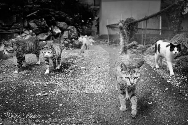 猫通りの多い路地
・・・
#cat #猫写真 #今日の一枚 #大分

sakuraquiet.me/photography/gallery