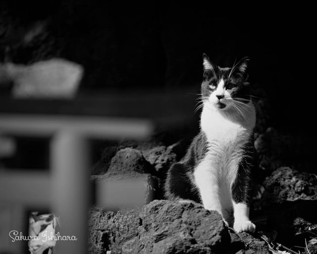 神社猫さん
・・・
#cat #猫写真 #今日の一枚 #黒白 #東京

sakuraquiet.me/photography/gallery