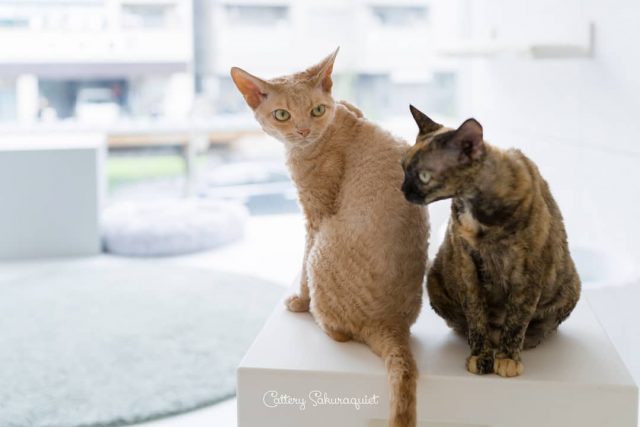 うちのこ、 ヤシカくん&マコレちゃん😻お兄さんきれいな背中毛ね
・・・
#cat #猫写真 #今日の一枚 #デボンレックス #devonrex #キャッテリー通信 #sakuraquiet #ヒャクパーセントネコ

sakuraquiet.me/photography/gallery