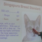シンガプーラブリードセミナー Singapura Cat Breed Seminar