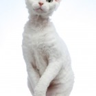 デボンレックスのマディ Devon Rex MADDY