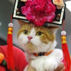 香港のキャットショーのコスプレ中の猫さん