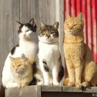 冬の青島の猫達