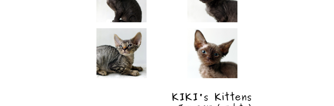 デボンレックスの仔猫 DevonRex kittens