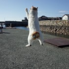 青島の猫