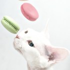 デボンレックス Devon Rex