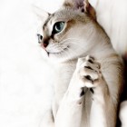 シンガプーラ Singapura Cat