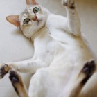 シンガプーラのツレちゃん Singapura Cat TSURE-CHANG