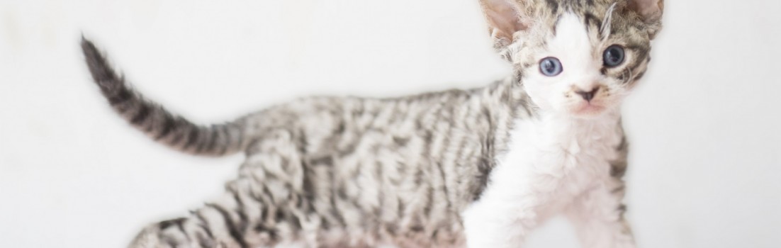 デボンレックスSNIPの仔猫 ブラウンマッカレルタビー&ホワイト♀ Devon Rex Kitten MackrelTabby&White