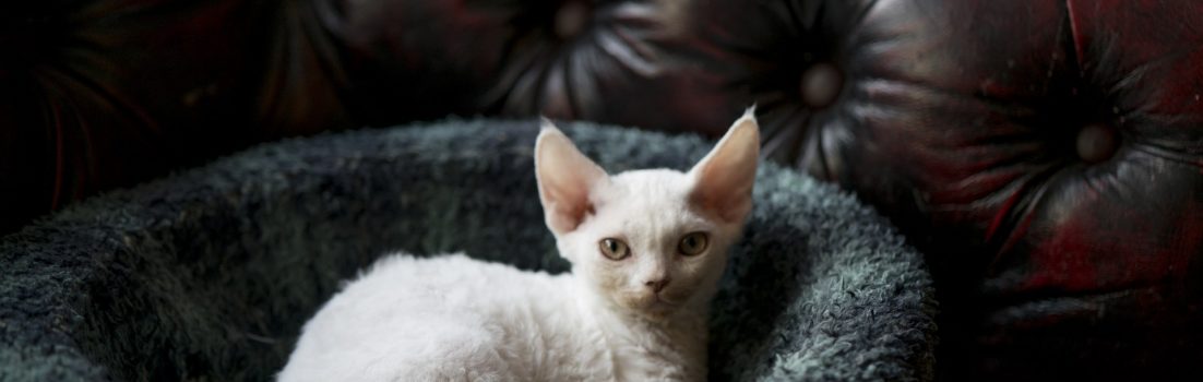 A white devon rex kitten at Ingrid's Cattery
