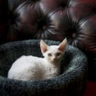 A white devon rex kitten at Ingrid's Cattery