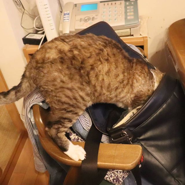2021年7月14日(水) 今日のチョコくん🐈

こんばんは。
仕事帰りに「似顔絵展」なるものを観てきました！
後でまた紹介しますが、ホントリアルで笑える作品の数々で楽しめる展示でした。
帰ったらいたずらしているチョコくんのショットを(^_^)
#devonrex #デボンレックス
#sakuraquiet