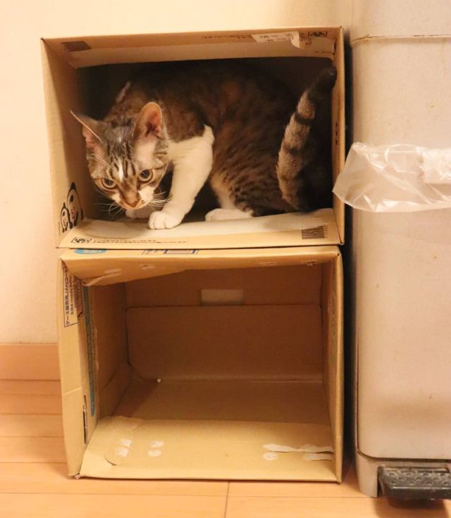 2021年7月16日(金) 今日のチョコくん🐈

こんばんは。昨日のチョコくん誕生日で沢山のコメントありがとうございました😺
明日は日帰りで静岡のねこ写真展を観にちょっと遠出してきます。
急造の二段ベッドで楽しそうなチョコくんのショットを(^_^)
#devonrex #デボンレックス
#sakuraquiet