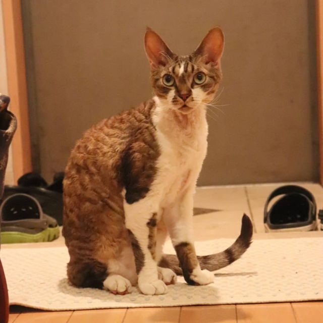 2021年7月15日(木) 今日のチョコくん🐈

こんばんは。今日はチョコくん2歳の誕生日です。これからも頑張りま～す😺
でも相変わらずマイペースのチョコくんのショットを(^_^)
#devonrex #デボンレックス
#sakuraquiet