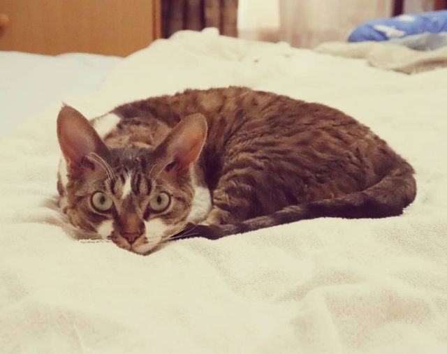 2021年7月18日(日) 今日のチョコくん🐈

おはようございます。
昨日お出掛けしたので今日はチョコくんとまったりしてます😺
暑くなりましたね！
タオルケットが気持ちいいチョコくんのショットを(^_^)
#devonrex #デボンレックス
#sakuraquiet