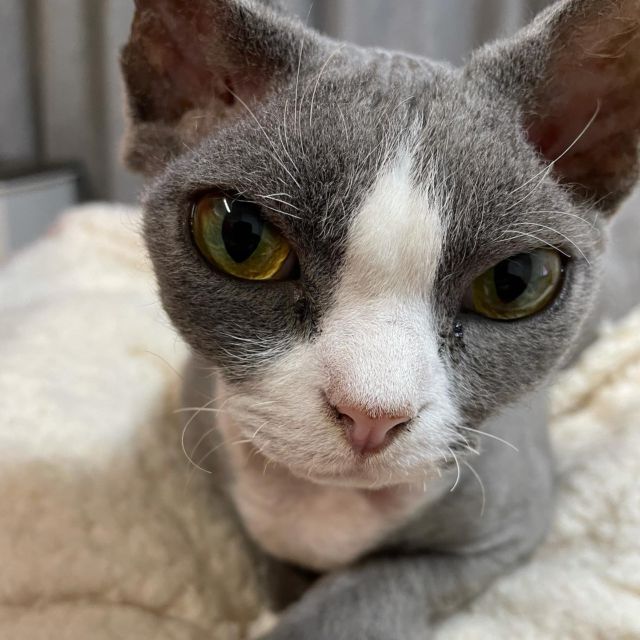 …
目くちょ付いてて
ごめんにゃさい❤︎

#カメラ目線
#デボンレックス 
#Devonrex
#シンガプーラ
#Singapura
#Singapuracat
#Devonrexcat
#Девонрекс
#sakuraquiet
#100_neko
#cat
#blackcat
#blueandwhite
#catstagram
#cat_of_Instagram
#DevonrexInstagram
#DevonrexofInstagram
#mmsmilemonday 
#whitesocks
#Insta_cat
#猫
#ネコ
#ハチワレ
#フェリシモ猫部
#黒猫
#にゃんすたぐらむ
#猫のいる生活