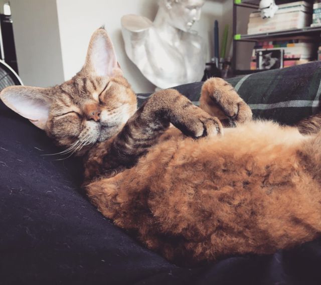 **
なにそのねかた😂
**
#devonrex #デボンレックス #cat #merrow #メロウ #めんめちゃん #catlovers #catstagram #メロリン#WE_LOVE_CATS #catstagram_japan #catsofinstagram #catmyboss #ねこ部 #ねこ #猫 #ネコ #merrow #メロウにメロメロ #sakuraquiet #神だし