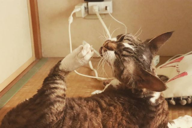 2021年7月21日(水) 今日のチョコくん🐈

おはようございます。今日から4連休です。
チョコくん朝から走り回ってご機嫌ですよ～😺
ちょっと一休みくつろぐチョコくんのショットを(^_^)
#devonrex #デボンレックス
#sakuraquiet