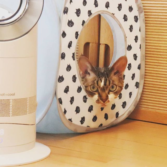 2021年7月23日(金) 今日のチョコくん🐈

おはようございます。
本来ならば今日の夜は国立競技場に居る予定だったんですけど…テレビで観戦します。
チョコくん朝からご機嫌ですよ～😺
ねこハウスでまったりしているチョコくんのショットを(^_^)
#devonrex #デボンレックス
#sakuraquiet