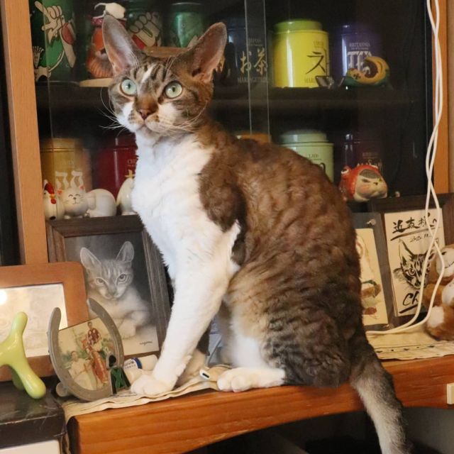 2021年7月25日(日) 今日のチョコくん🐈

おはようございます。
第1号金メダル･高藤直寿選手おめでとうございます🎉
チョコくん朝から走り回ってます😺
テレビ観戦中(笑)のチョコくんのショットを(^_^)
#devonrex #デボンレックス
#sakuraquiet