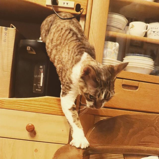 2021年7月27日(火) 今日のチョコくん🐈

こんばんは。
今日は早めに戻ってテレビ観戦してます。
チョコくん走り回ってましたね😺
段ボールから出て来た(笑)チョコくんのショットを(^_^)
#devonrex #デボンレックス
#sakuraquiet