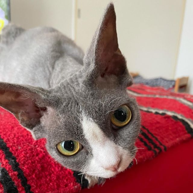 …
おヒゲが
少しずつ伸びてきた
リムきゅん❤︎

#デボンレックス 
#Devonrex
#シンガプーラ
#Singapura
#Singapuracat
#Devonrexcat
#Девонрекс
#sakuraquiet
#100_neko
#cat
#blackcat
#blueandwhite
#catstagram
#cat_of_Instagram
#DevonrexInstagram
#DevonrexofInstagram
#mmsmilemonday 
#whitesocks
#Insta_cat
#猫
#ネコ
#ハチワレ
#フェリシモ猫部
#黒猫
#にゃんすたぐらむ
#猫のいる生活