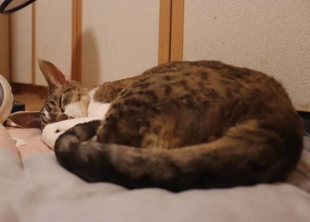 2021年7月29日(木) 今日のチョコくん🐈

こんばんは。
オリンピック勢い止まらないですね！
チョコくん今日は大人しいです😺
熟睡中のチョコくんのショットを(^_^)
#devonrex #デボンレックス
#sakuraquiet