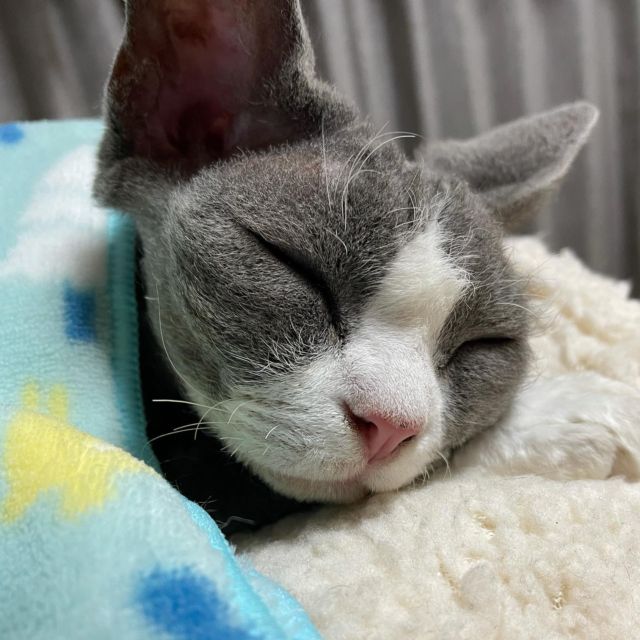 …
起きている時は
グレムリン
寝ている時は
天使ちゃん❤︎

#土あっぷ祭
#デボンレックス 
#Devonrex
#シンガプーラ
#Singapura
#Singapuracat
#Devonrexcat
#Девонрекс
#sakuraquiet
#100_neko
#cat
#blackcat
#blueandwhite
#catstagram
#cat_of_Instagram
#DevonrexInstagram
#DevonrexofInstagram
#mmsmilemonday 
#whitesocks
#Insta_cat
#猫
#ネコ
#ハチワレ
#フェリシモ猫部
#黒猫
#にゃんすたぐらむ
#猫のいる生活