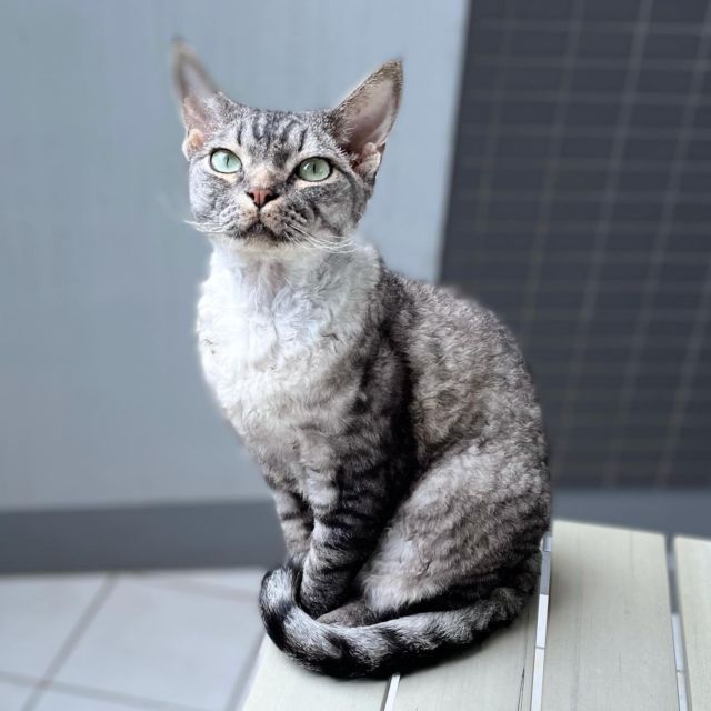 **
おはシモン～
**
#devonrex #デボンレックス #cat #catlovers #catstagram  #WE_LOVE_CATS #catstagram_japan #catsofinstagram #catmyboss #ねこ部 #ねこ #猫 #ネコ #simon #シモンくん #シモン #シルバーマッカレルタビー #sakuraquiet #神だし