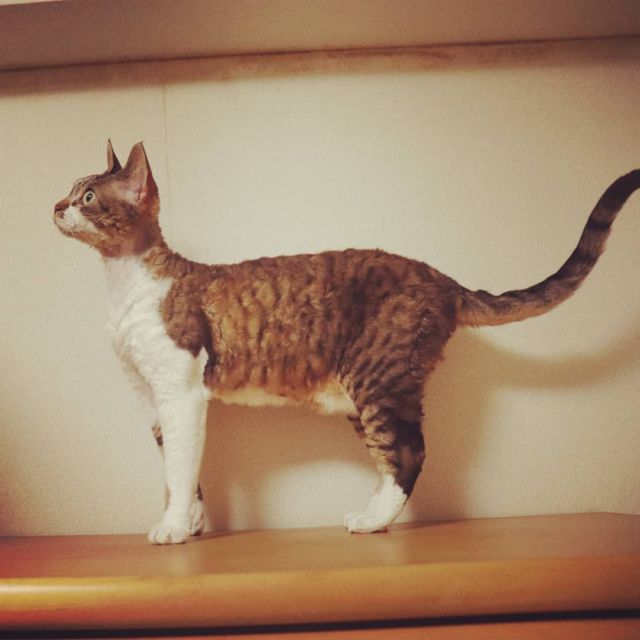 2021年8月1日(日) 今日のチョコくん🐈

おはようございます。8月も宜しくお願いします。
今日は朝から運転免許更新に行ってきます‼️
チョコくん今朝も活発です😺
たんすの上に居るチョコくんのショットを(^_^)
#devonrex #デボンレックス
#sakuraquiet