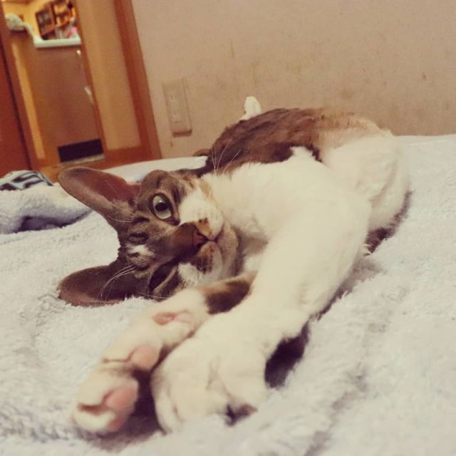 2021年8月2日(日) 今日のチョコくん🐈

こんばんは。今週も宜しくお願いします。
今日は早めに帰ってきました。
チョコくんリラックスしてましたね😺
タオルケットで伸びてるチョコくんのショットを(^_^)
#devonrex #デボンレックス
#sakuraquiet