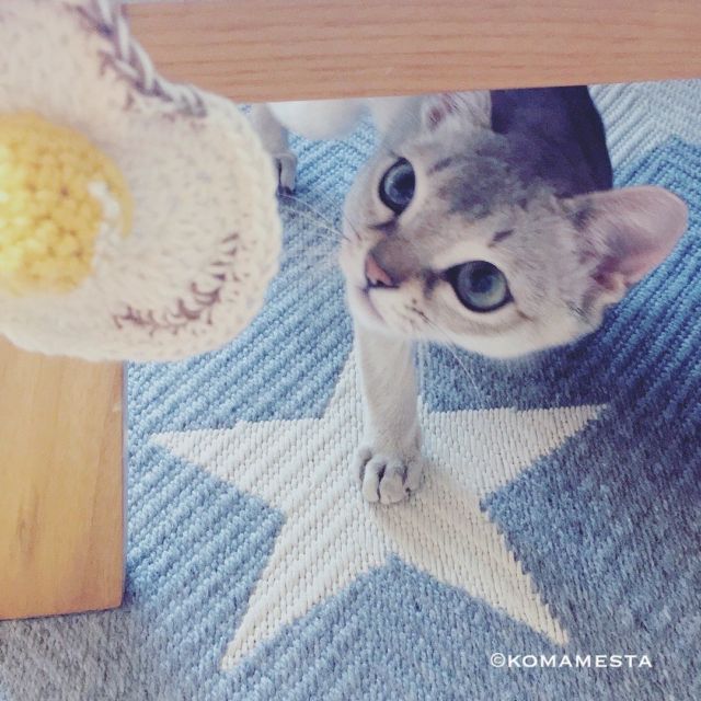 誰かが、悪いことしようとしてるにゃ。
怖いにゃ〜。
ログインできないって
問い合わせしたみたいにゃ。
誰にゃ？

ご無沙汰してるこまめにゃ。
いい加減部屋を片付けてくれないと
新しい写真撮れないにゃ！！！
何とかしてくれにゃ。

#猫 #ねこ #ネコ #シンガプーラ #ニャンコ 
#にゃんすたぐらむ #ねこのいる暮らし
#ペコねこ部 #ねこ部
#ねこスタグラム #ねこ好き #シンガ部
#猫好き #猫好きさんと繋がりたい
#黒シンガ #ニャンスタグラマー
#sippoストーリー
#instacat
#singapuracat #komamesta #sakuraquiet
#猫ねこ部にゃんすたぐらまー