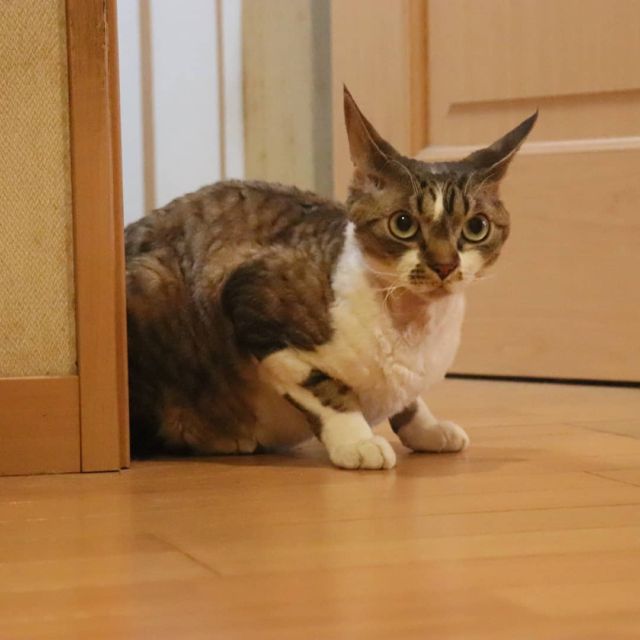 2021年8月5日(木) 今日のチョコくん🐈

こんばんは。今日も猛暑でしたね💦
チョコくんは暑さに負けてませんね～😺
廊下で様子見しているチョコくんのショットを(^_^)
#devonrex #デボンレックス
#sakuraquiet